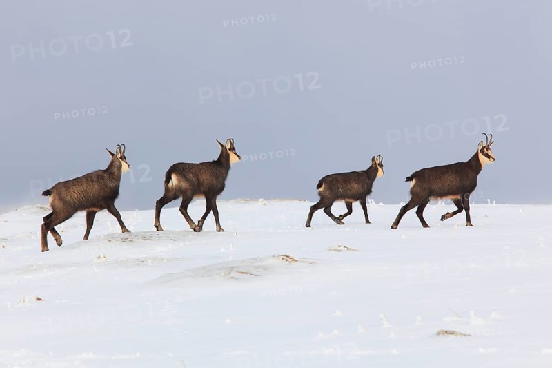 Chamois