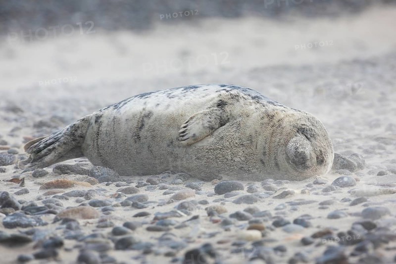 Grey seal