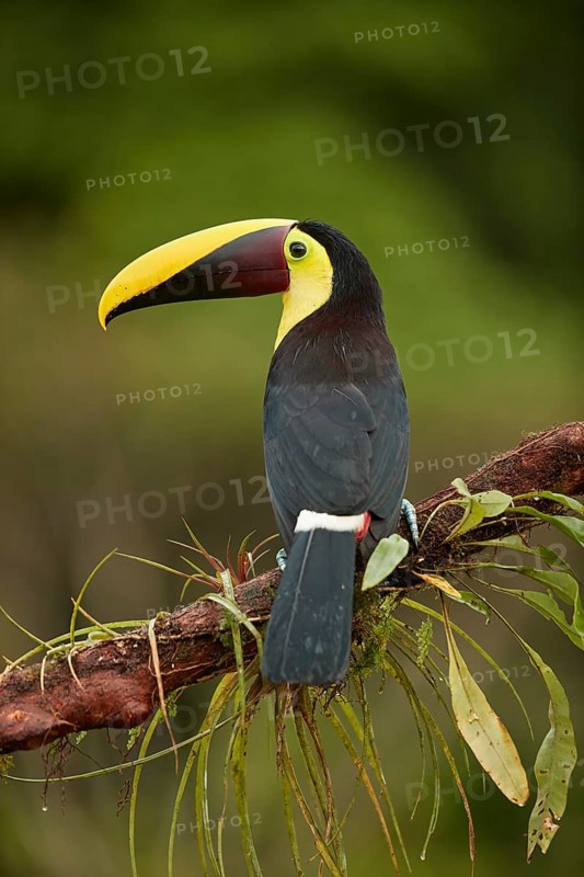Black-mandibled toucan