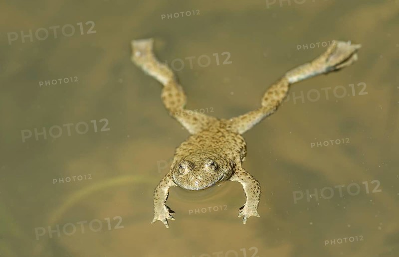 Yellow-bellied toad