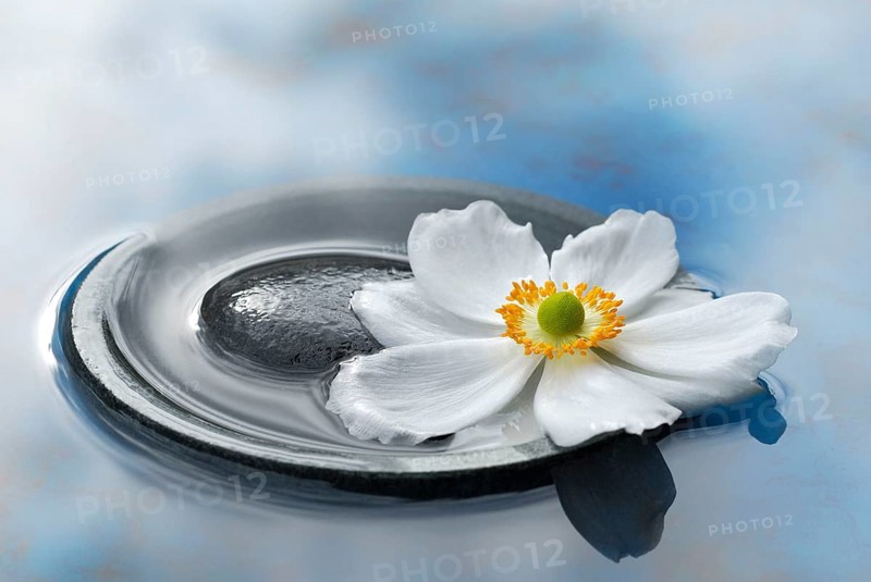 Autumn anemone in a bowl with water
