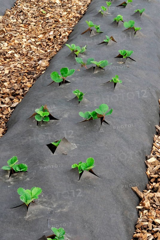 Strawberry plants