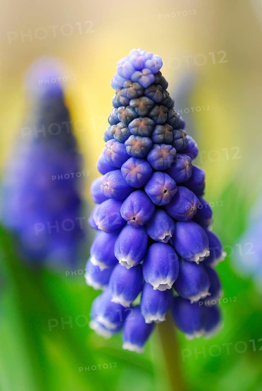Grape hyacinth