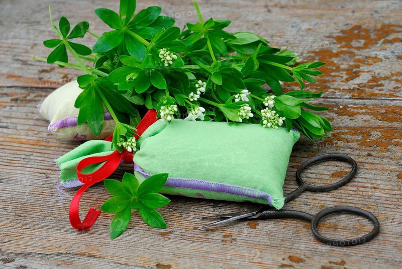 Real Galium odoratum