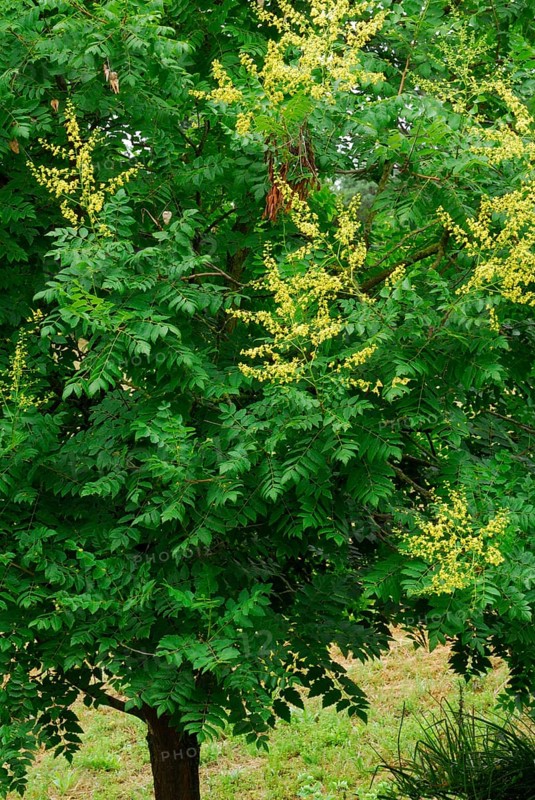 Rispigergoldenrain tree