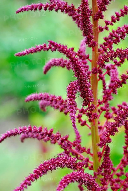 (Amaranthus spec)