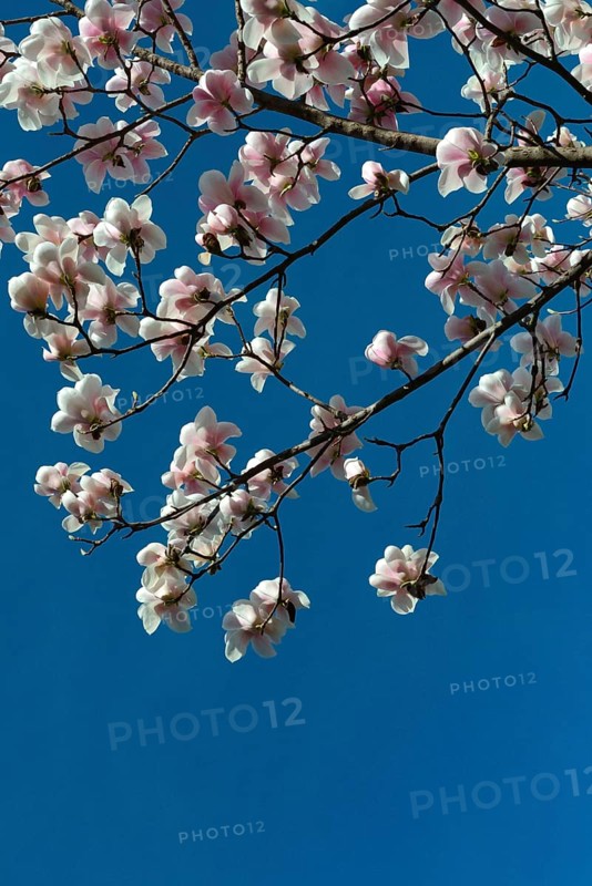 Magnolia