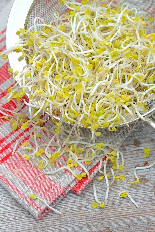 Red Radishsprouts