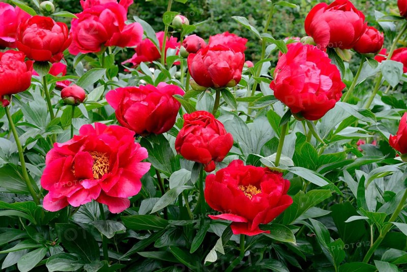 Peony