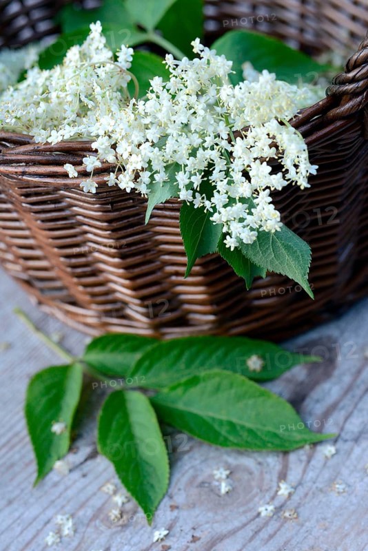 Elderflower in basket