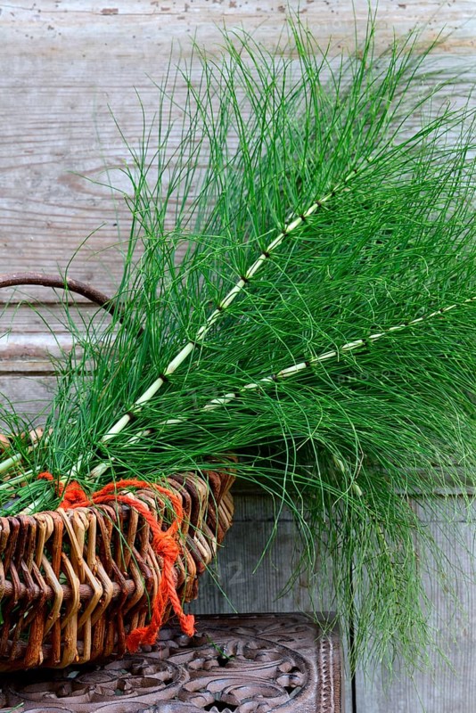 Field Horsetail