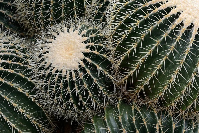 Golden barrel cactus
