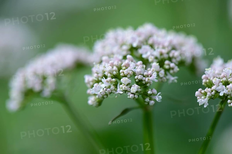Valerian