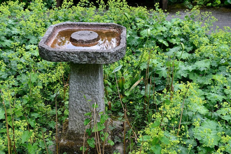Stone bird bath in garden
