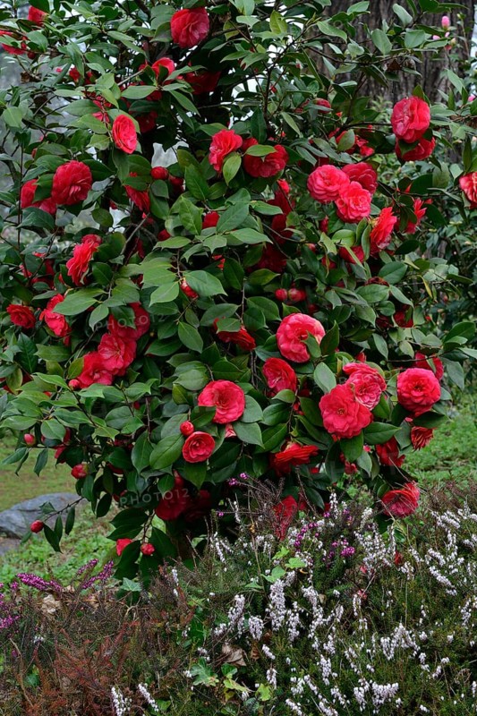 Camellia bush