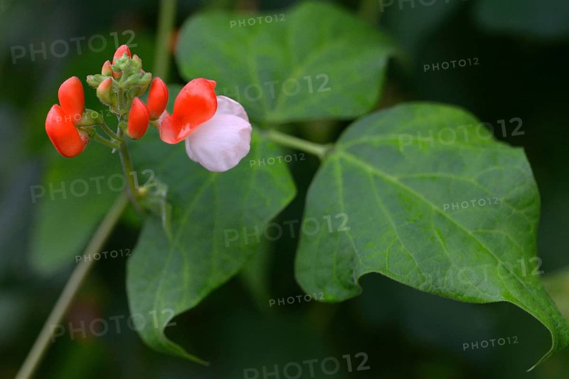 Fire bean