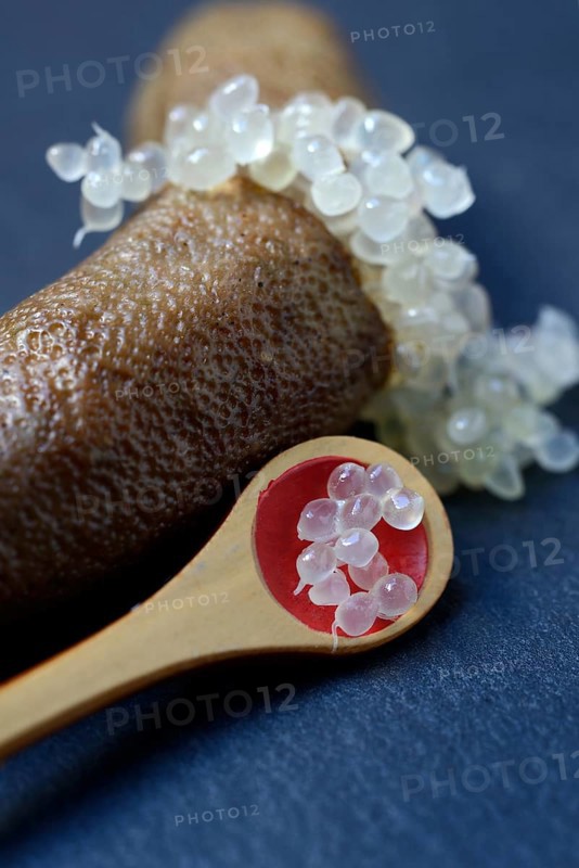 Australian finger lime