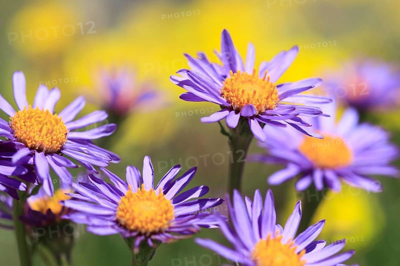 Alpine aster