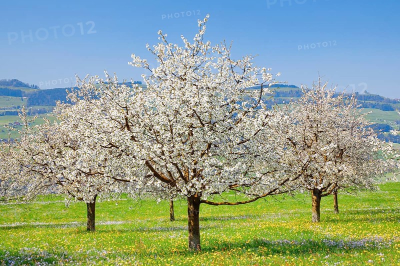 Cherry trees in spring