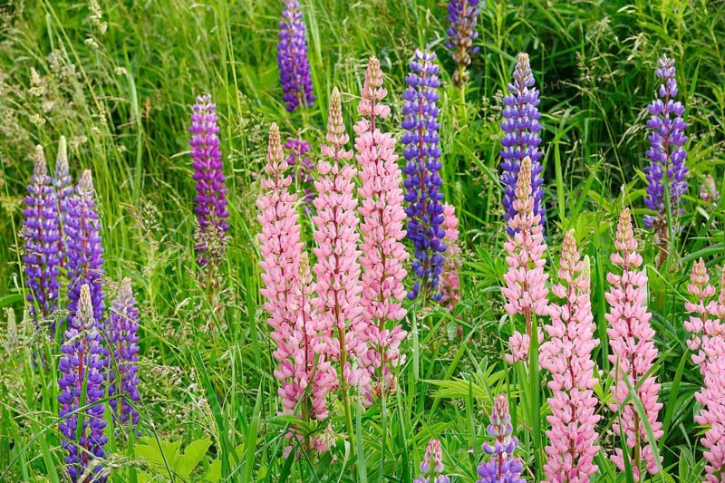 Multileaved lupin