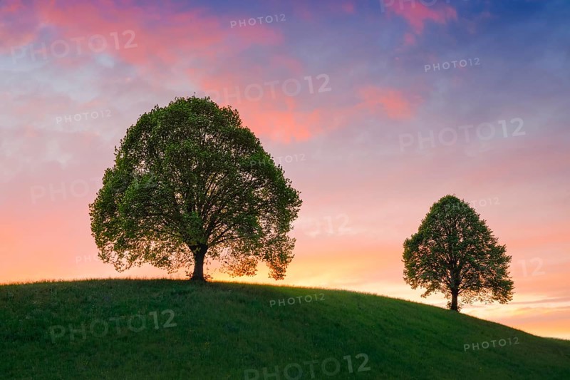 Linden trees near Ebmatingen in the Zurich Oberland