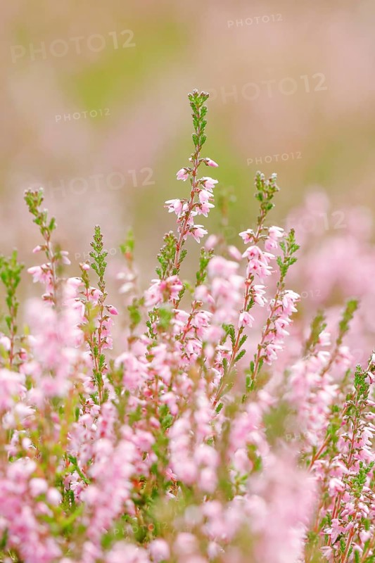 Heather