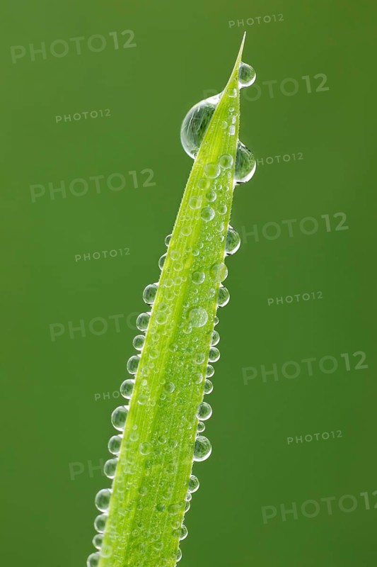 Blade of grass with dew drops