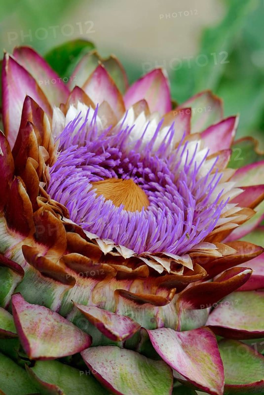 Artichoke