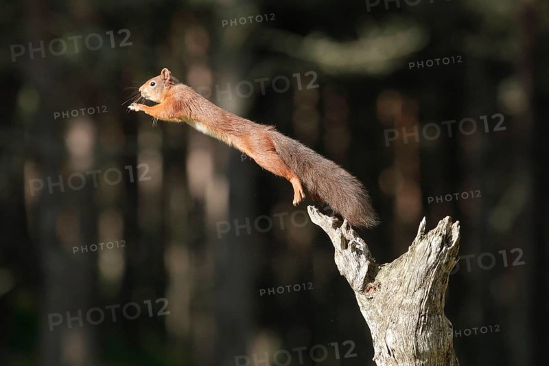 Red Squirrel