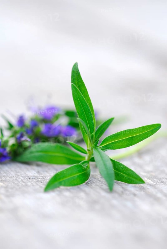Hyssop