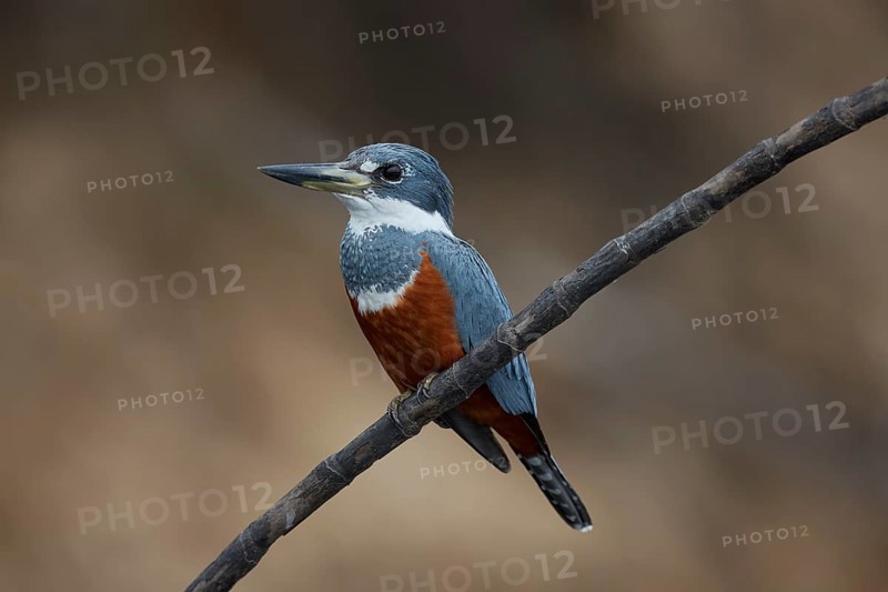 Ringed kingfisher