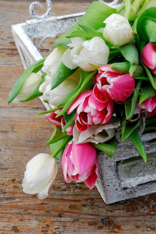 Ostrich tulips