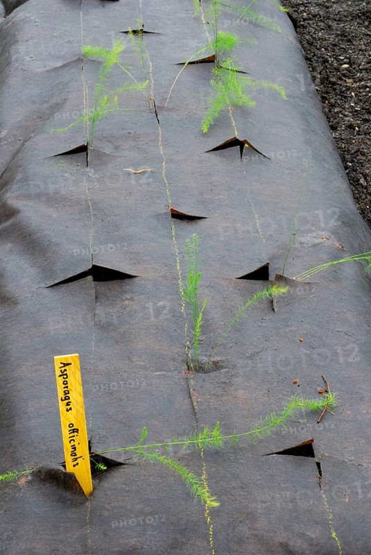Young Garden asparagusplants