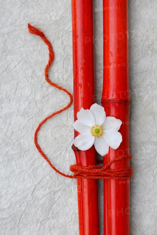 Chinese Anemone
