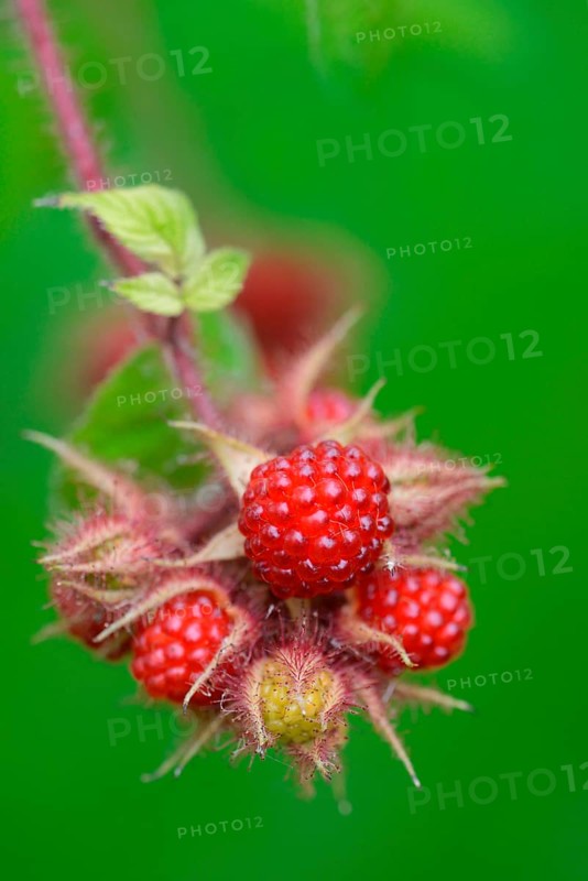 Japanese Wineberry
