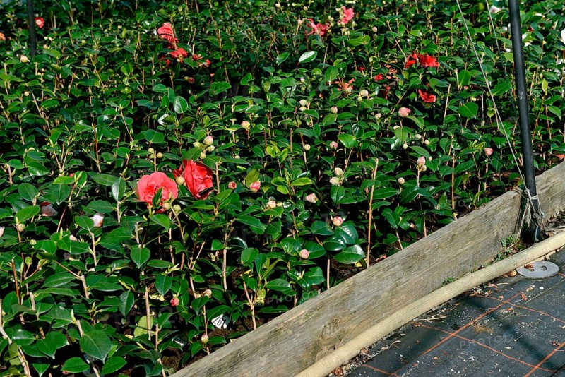 Greenhouse with camellias