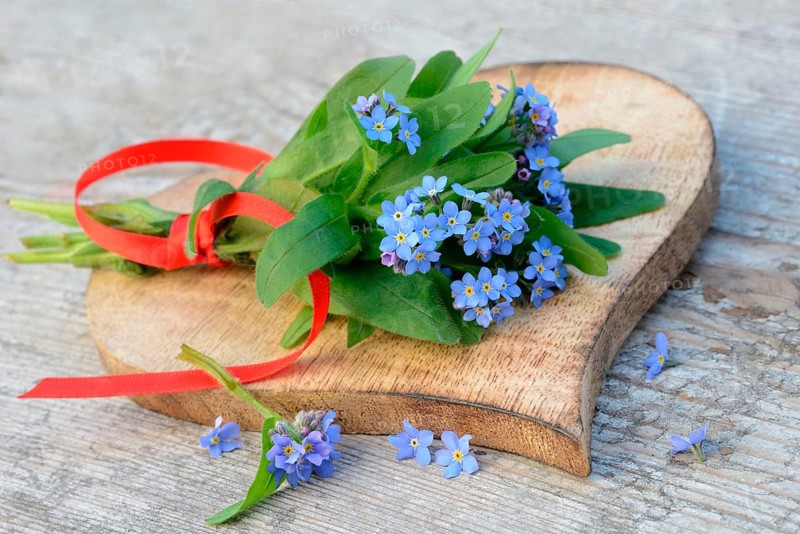 Forget-me-not