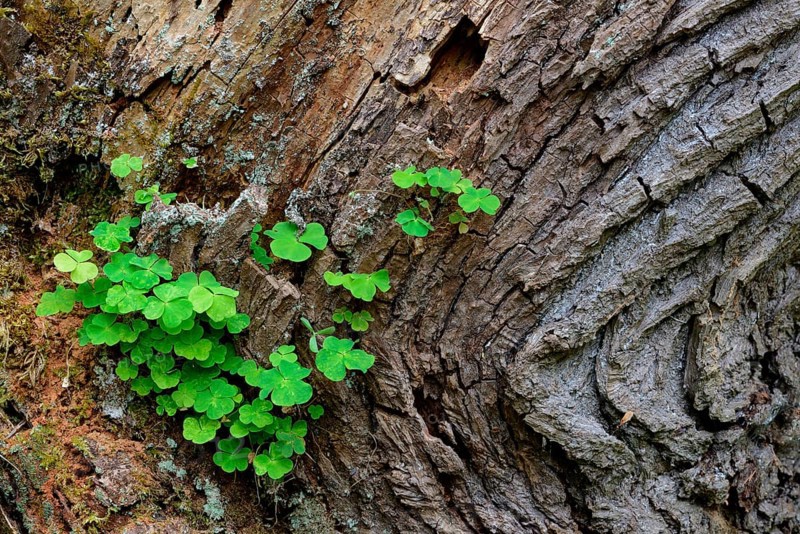 Common Wood Sorrel