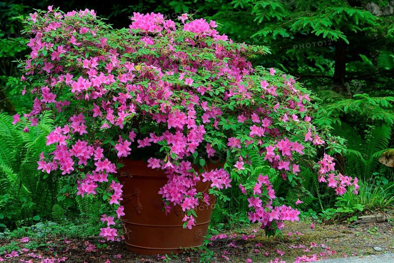 (Rosa) (Rhododendron) Azalea in flowerpot