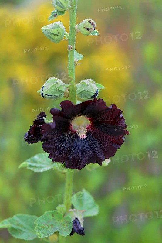 Black hollyhock