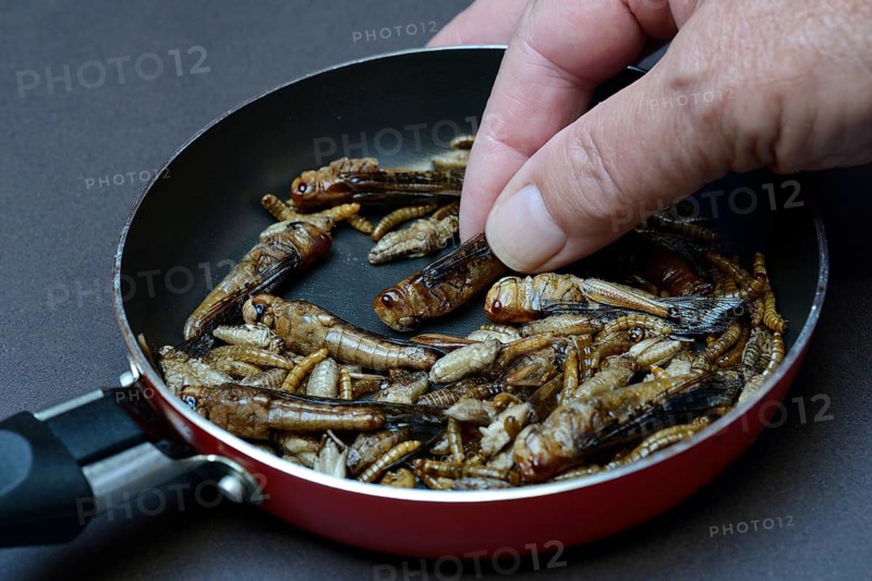 Insect food