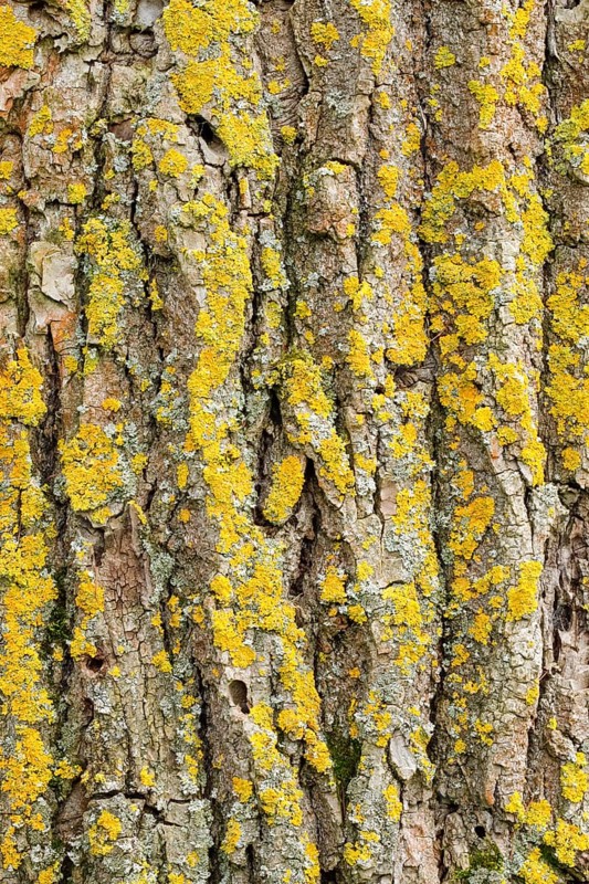Detail of oak bark