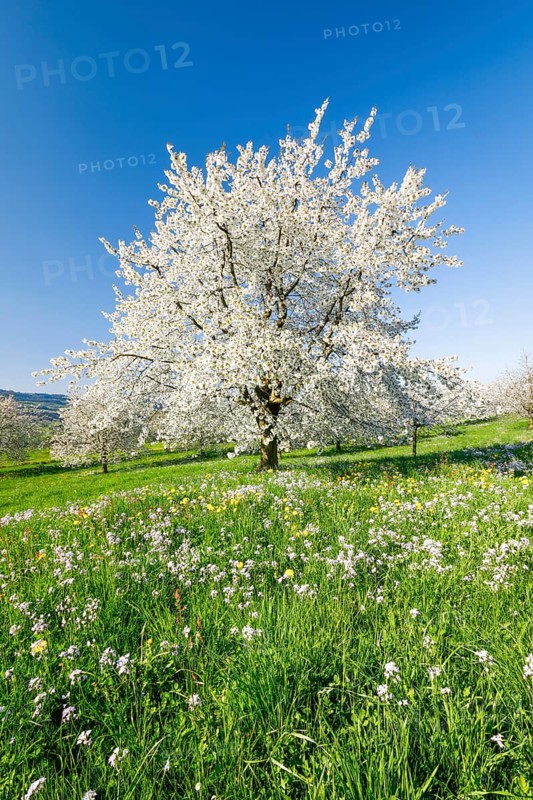 Cherry trees in spring