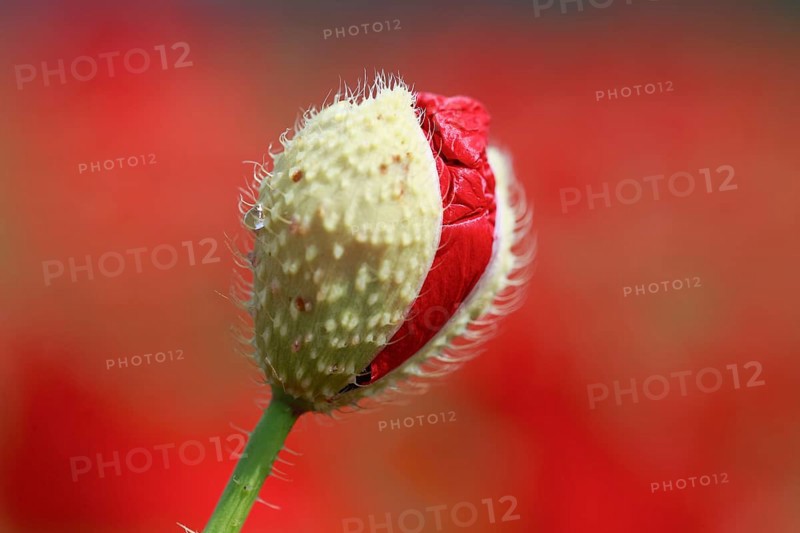 Gossip poppy