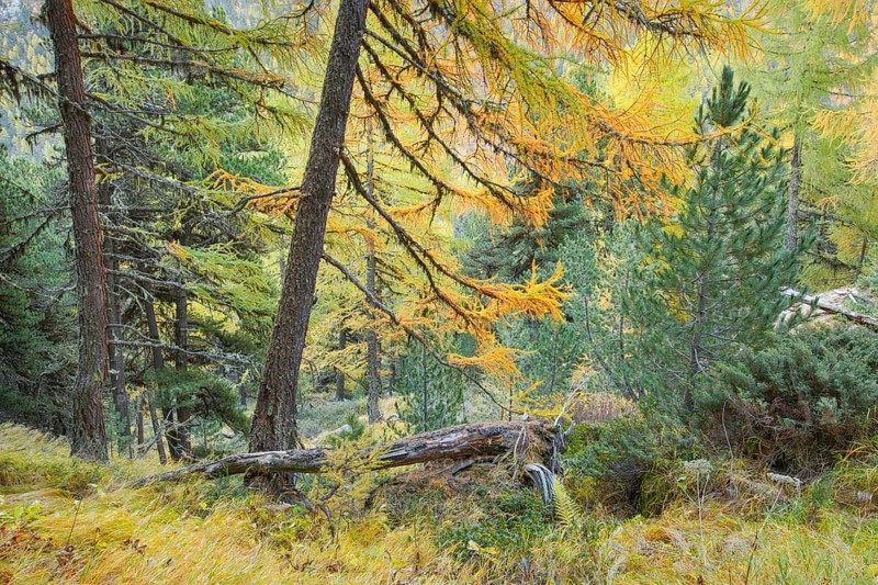 Coniferous forest in autumn