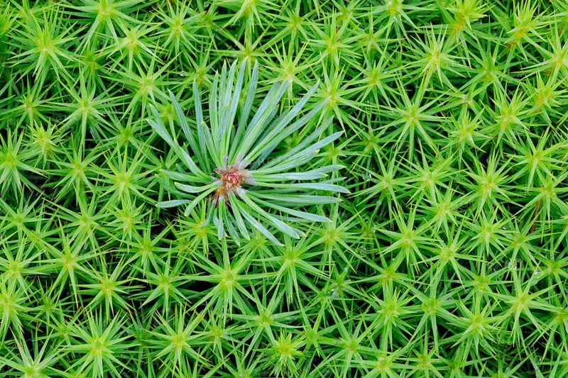 Pine shoot in lady hair moss