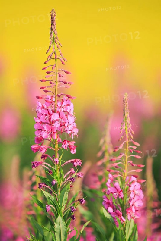 Narrow-leaved willowherb and rape field