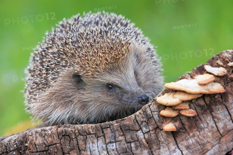 European hedgehog