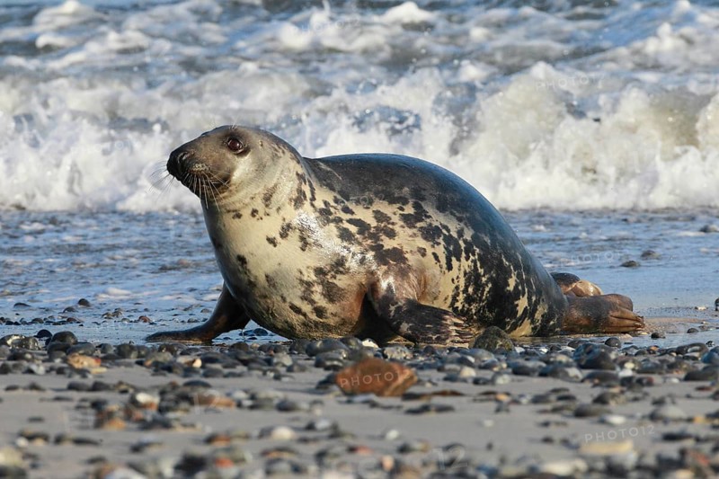 Grey seal