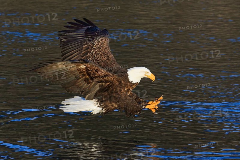 Bald eagle